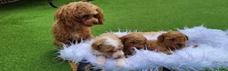 Barboncino Toy cani in vendita: Cuccioli di Barboncino Toy a Città Metropolitana di Napoli - Annuncio 10