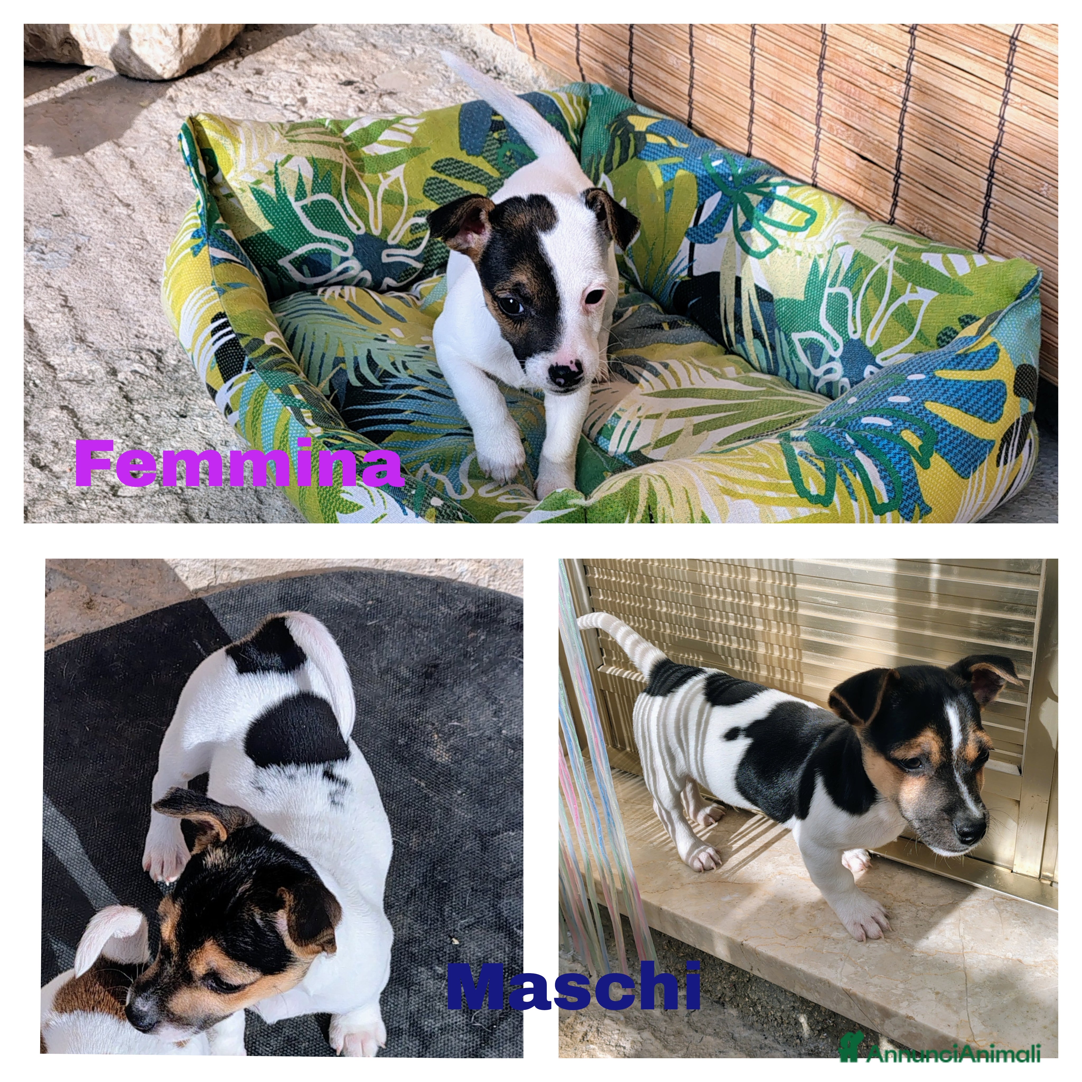 Jack Russell cani Cuccioli jack russel  - Annuncio 1