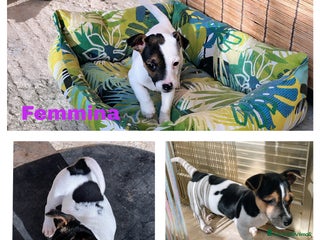 Jack Russell cani Cuccioli jack russel - Annuncio 1