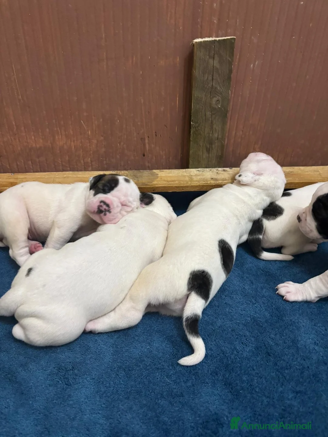 American Bully cani in vendita: BULLDOG AMERICANI - Annuncio 3