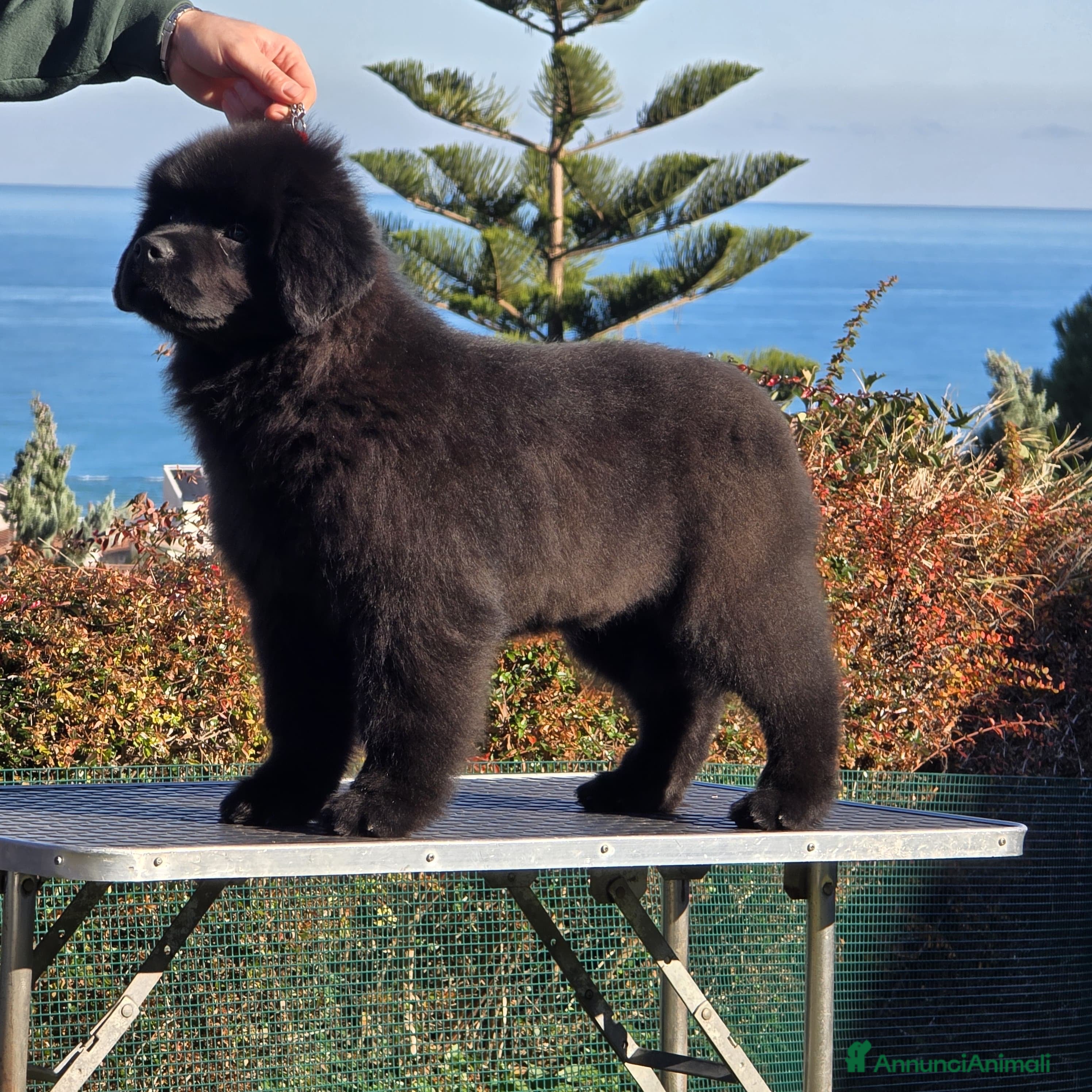 Terranova cani Cucciolo di Terranova nero - Annuncio 2
