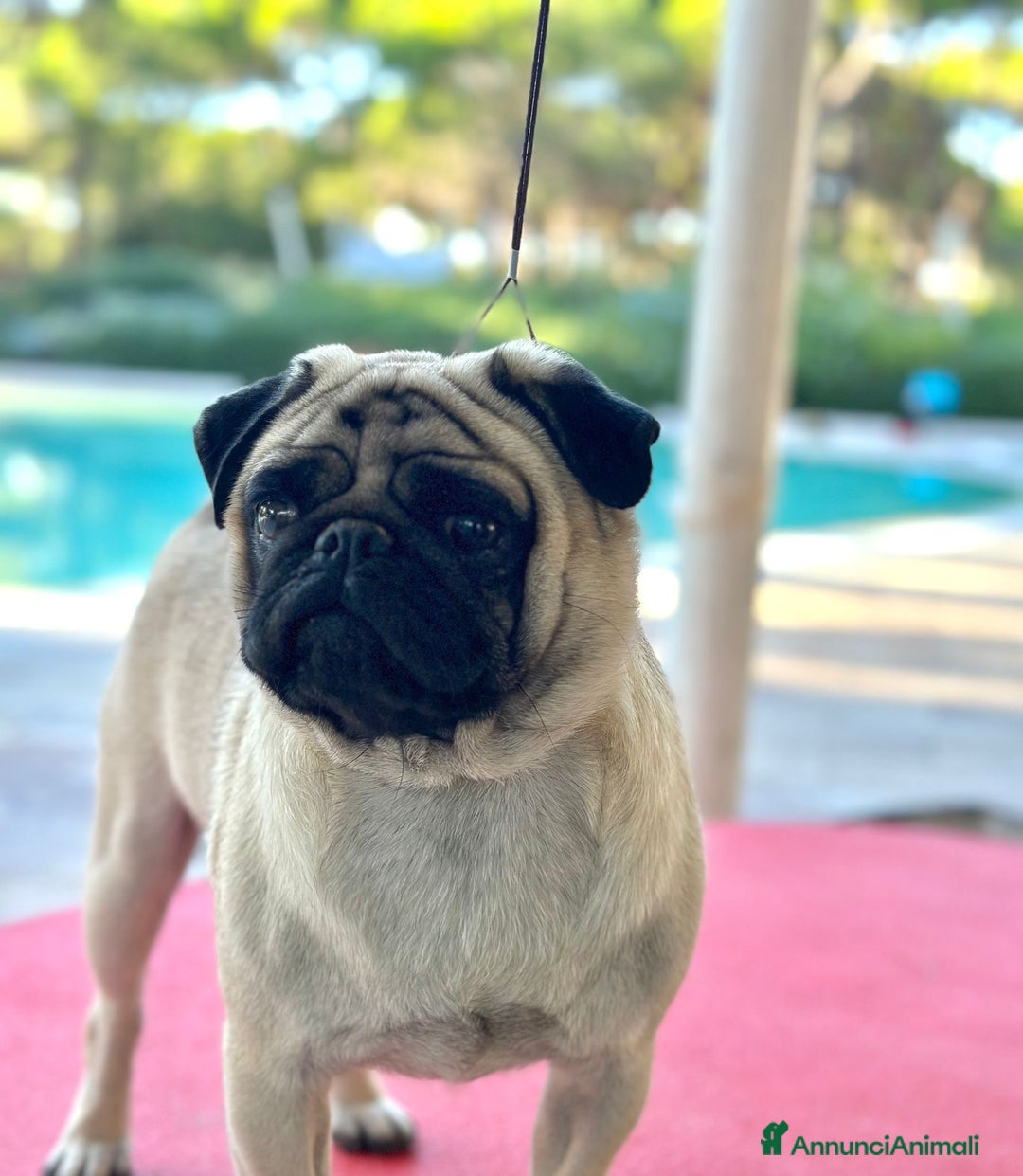 Carlino cani in vendita: Carlino- cucciolo Allevamento ENCI-FCI - Annuncio 2