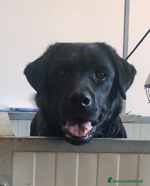 Labrador cani Cuccioli Labrador Retriever - Annuncio 1