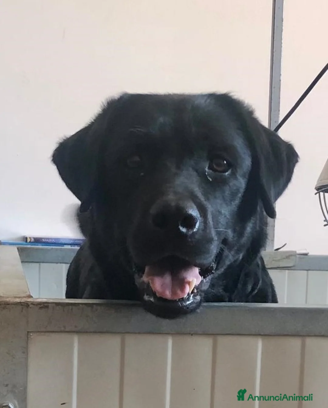 Labrador cani in vendita: Cuccioli Labrador Retriever a Provincia di Pavia - Annuncio 1