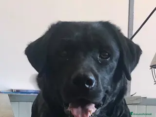 Labrador cani Cuccioli Labrador Retriever - Annuncio 1