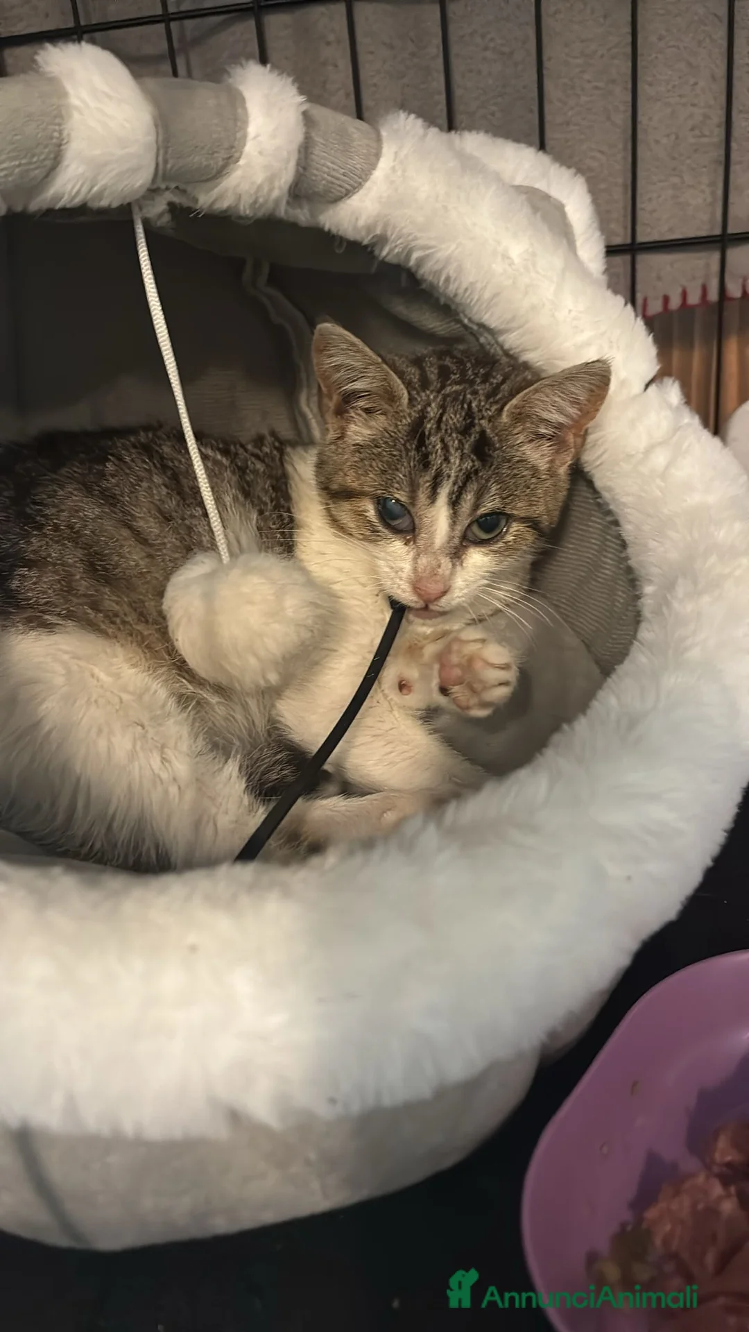 Europeo gatti in regalo: Gattina dolcissima 3 mesi - Annuncio 5