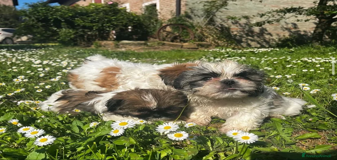 Immagine della galleria {{count}}