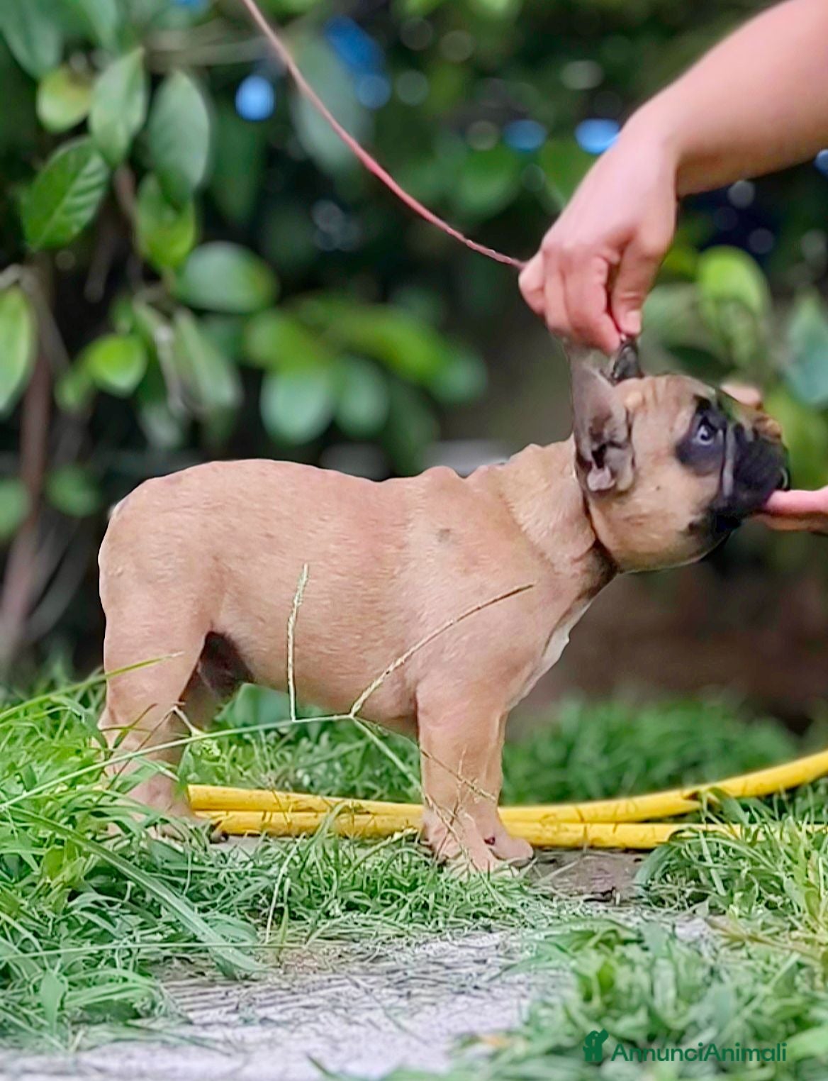 Bulldog Francese cani Cuccioli di Bulldog francese - Annuncio 2