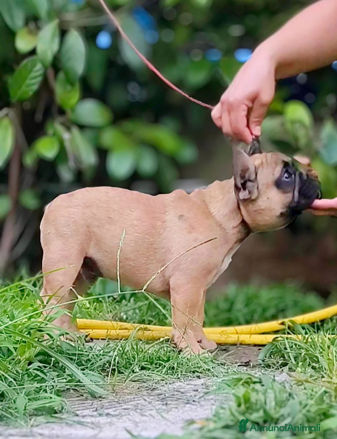 Bulldog Francese cani in vendita: Cuccioli di Bulldog francese - Annuncio 1