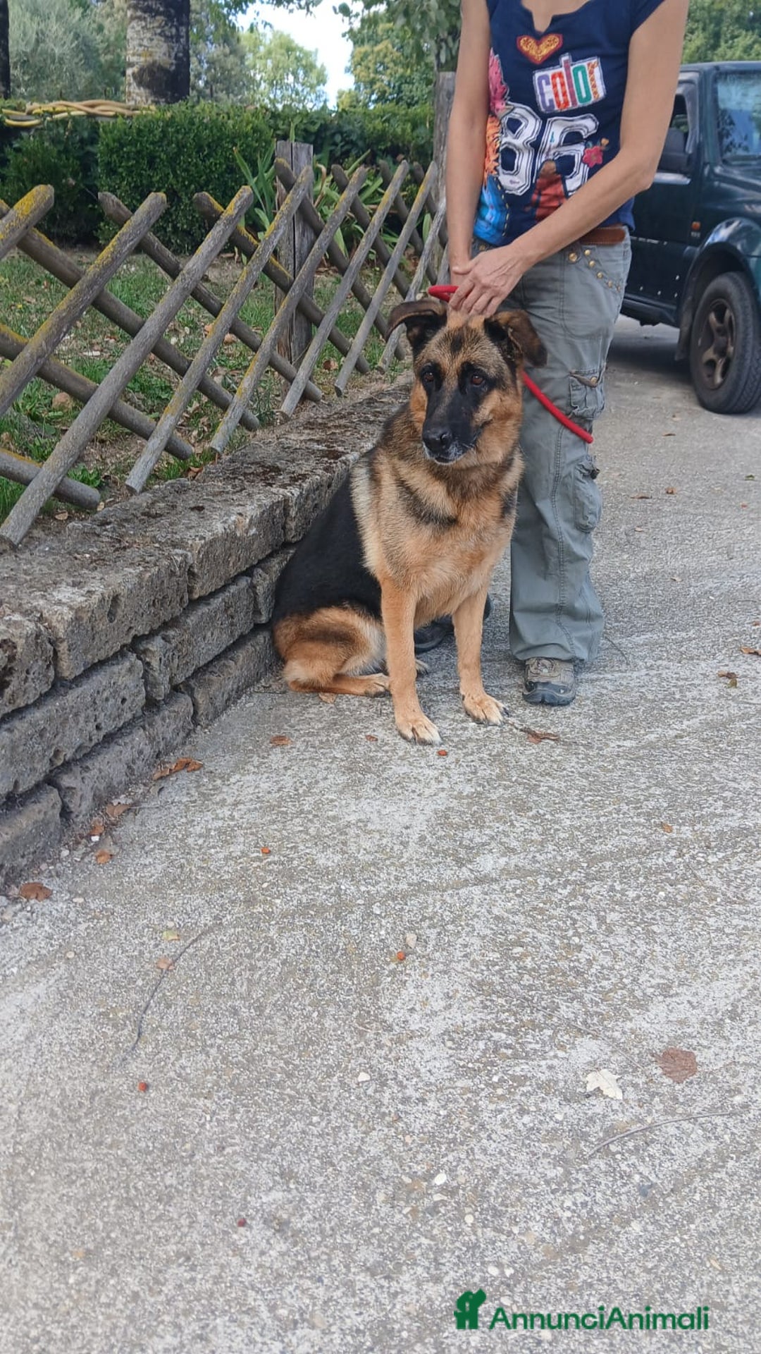 Pastore Tedesco cani in regalo: ZAIRA UN CANE CON LA C MAIUSCOLA, IN ADOZIONE - Annuncio 3