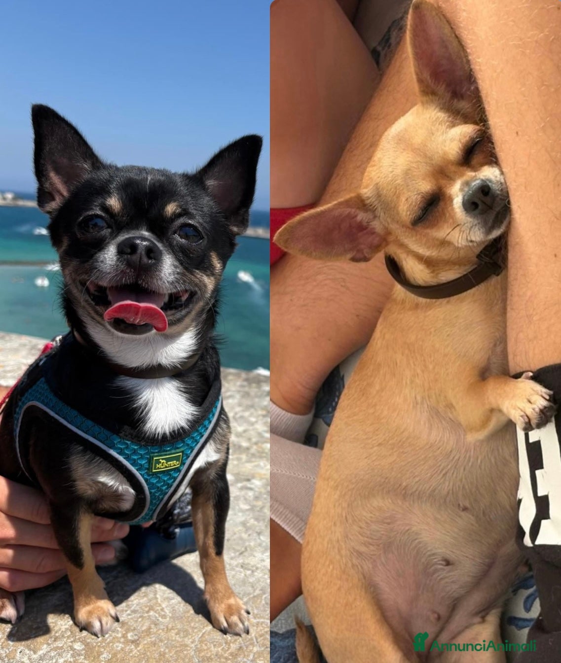 Chihuahua cani Chihuahua cuccioli  a Provincia di Chieti - Annuncio 2