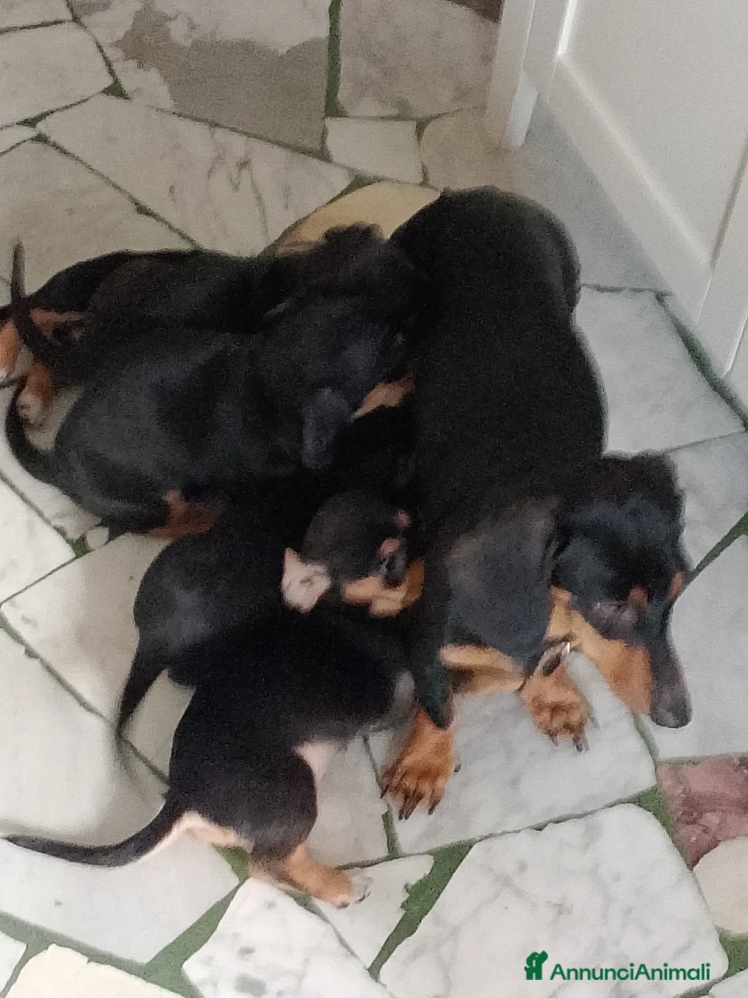 Bassotto cani in vendita: Bassotto femmina nero focato - Annuncio 7