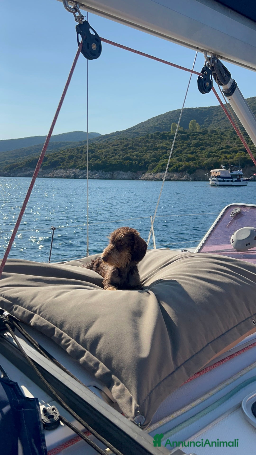 Bassotto cani per accoppiamento: Accoppiata bassotto a pelo duro  - Annuncio 2