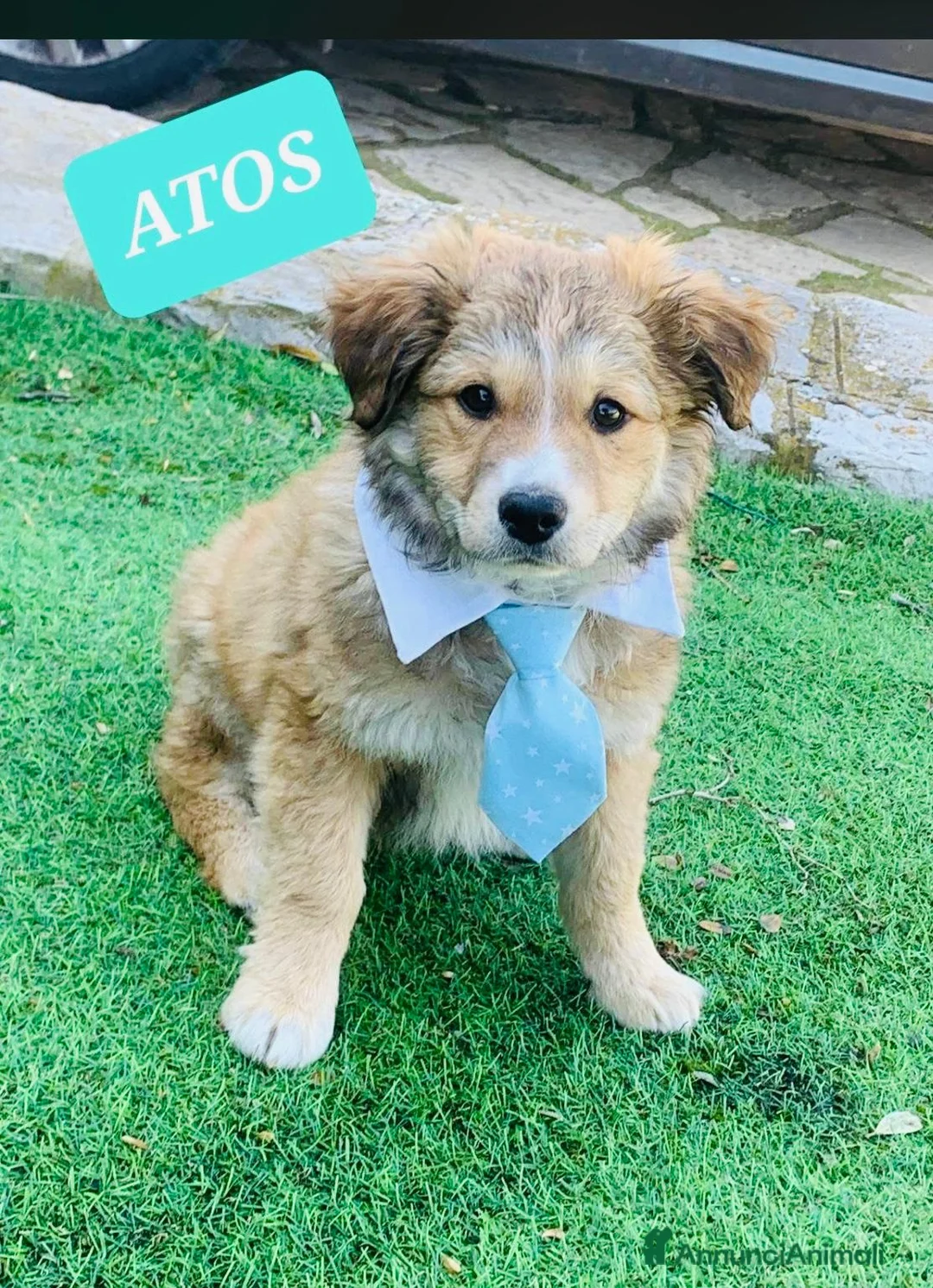 Meticcio cani in regalo: Storia a Provincia di Arezzo - Annuncio 1