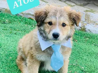 Meticcio cani Storia - Annuncio 17