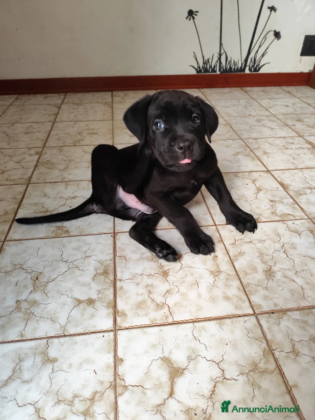 Cane Corso cani in vendita: Ultimo cucciolo  - Annuncio 7