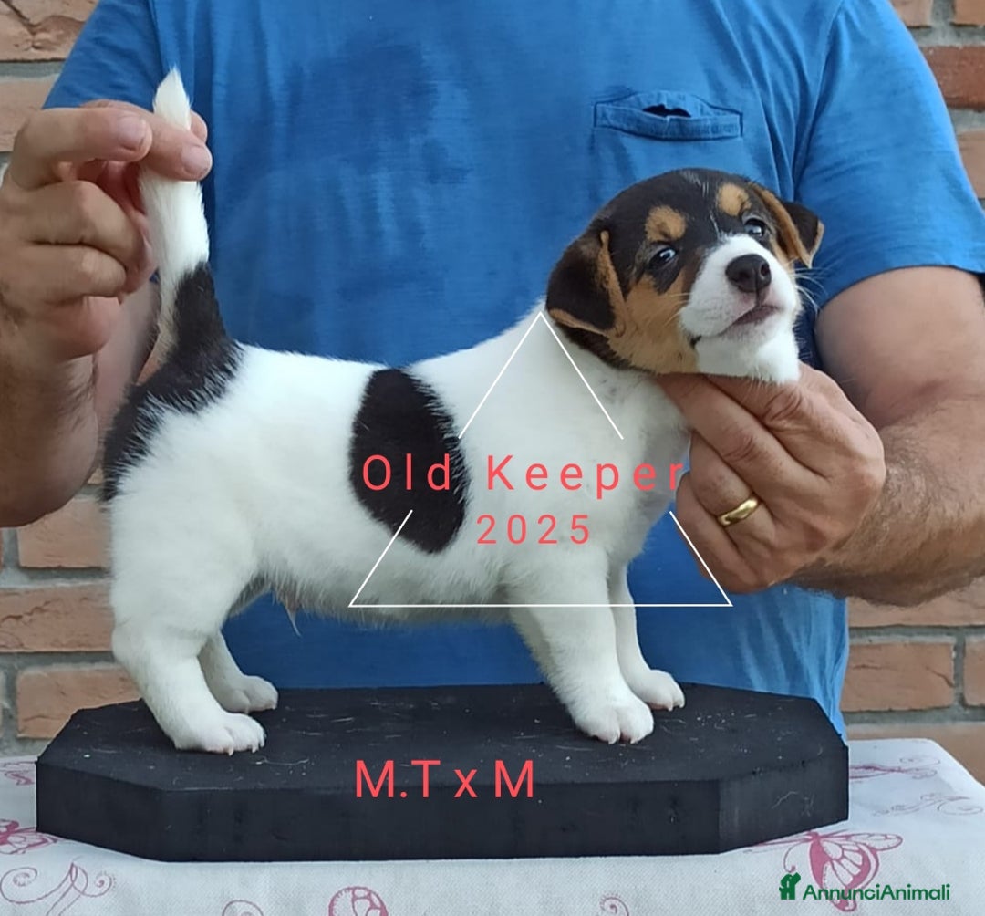 Jack Russell cani in vendita: Cuccioli Jack Russell Terrier con Pedigree a Provincia di Alessandria - Immagine 4