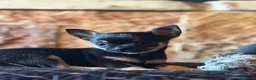 Chihuahua cani in vendita: Cucciolo di chihuahua maschio a pelo corto - Annuncio 4