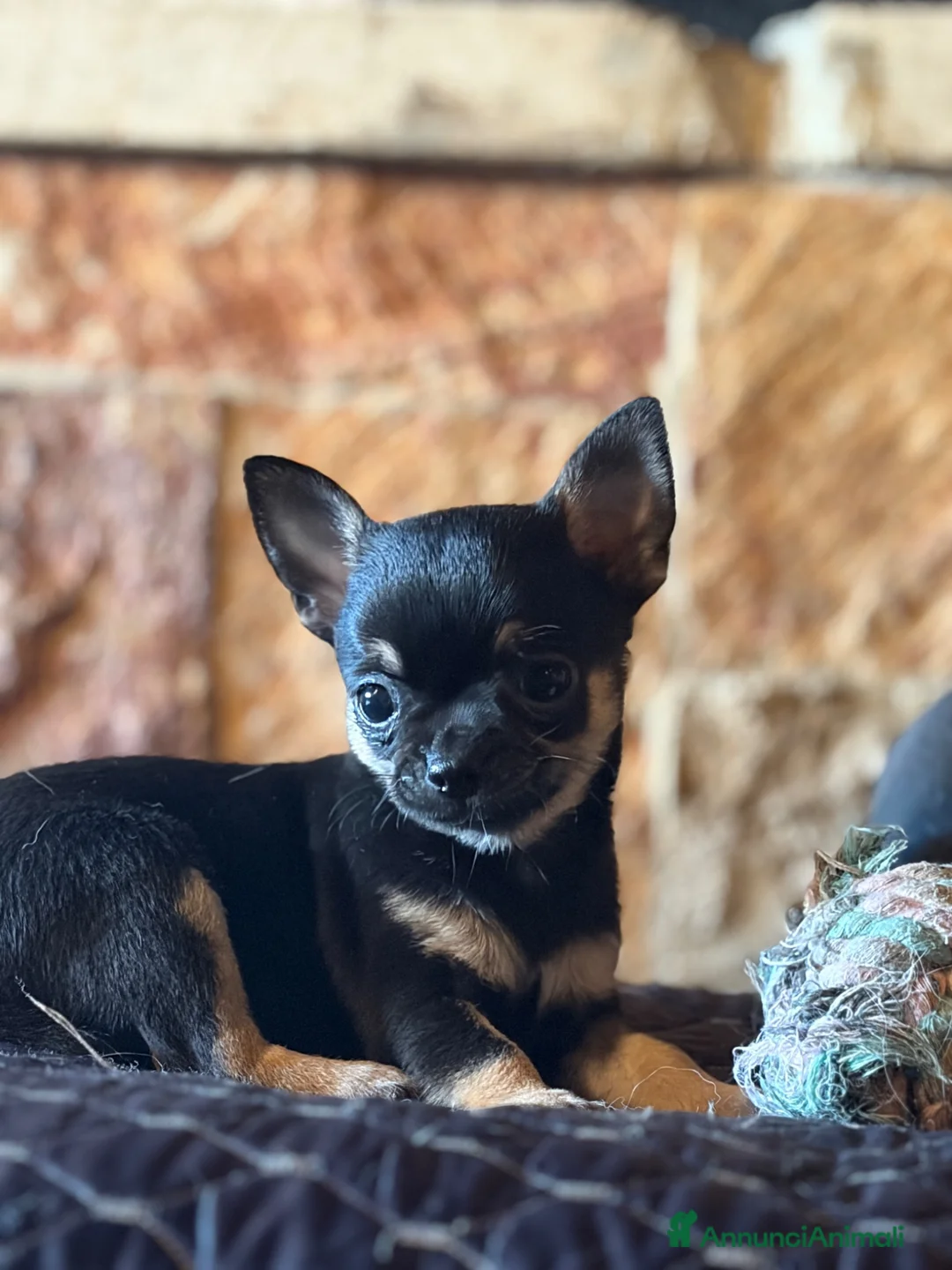 Chihuahua cani in vendita: Cucciolo di chihuahua maschio a pelo corto - Annuncio 4