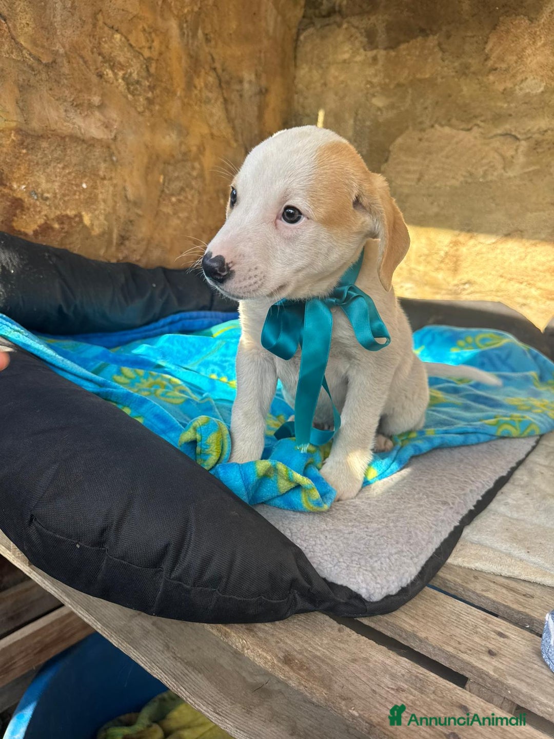 Altre razze cani in regalo: CANNELLA, CONFETTO, CIMETTA, CAPPUCCINO ECARAMELLA - Annuncio 3