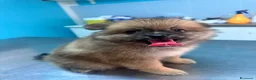 Spitz cani in vendita: Spitz maschietto cerca famiglia  a Provincia di Foggia - Annuncio 3