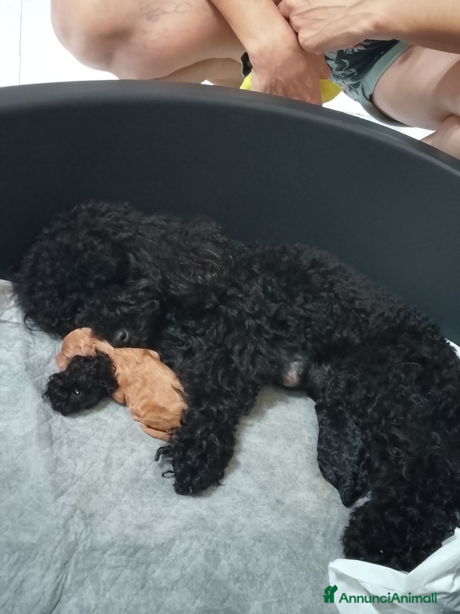 Barboncino Toy cani Femmina barboncino Toy  - Annuncio 25