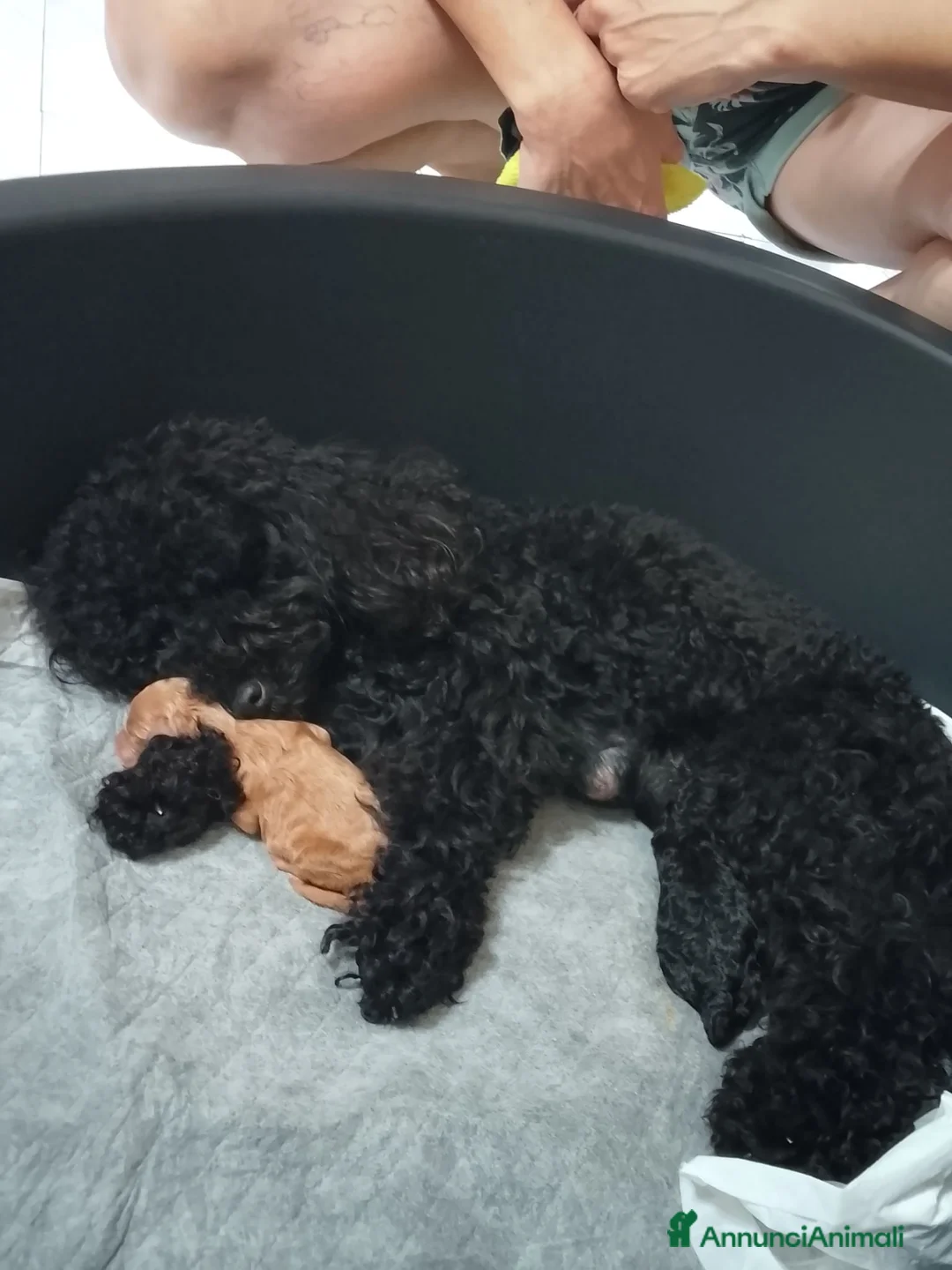 Barboncino Toy cani in vendita: Femmina barboncino Toy  a Provincia di Siena - Annuncio 1