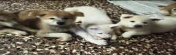 Akita Inu cani in vendita: Cuccioli Akita inu - Annuncio 6