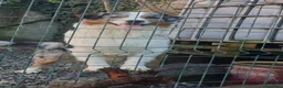 Australian Shepherd cani per accoppiamento: Pastore australiano per accoppiamento  - Annuncio 3