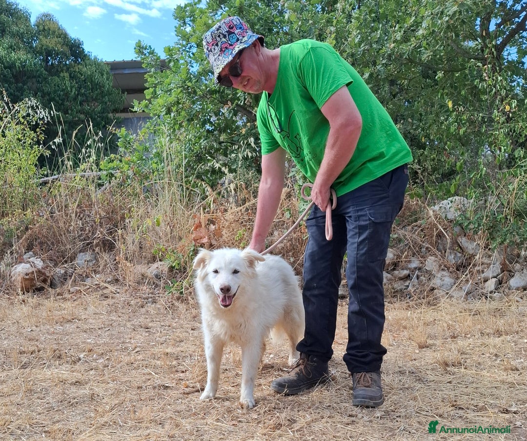 Meticcio cani in regalo: Nonna Penny Cerca Famiglia. Info Monica 3890238584 - Annuncio 21