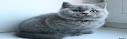 British gatti in vendita: British shorthair cuccioli a Provincia di Como - Annuncio 5