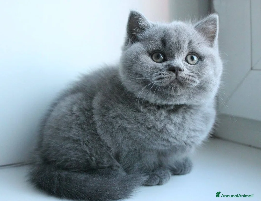 British gatti in vendita: British shorthair cuccioli a Provincia di Como - Annuncio 5