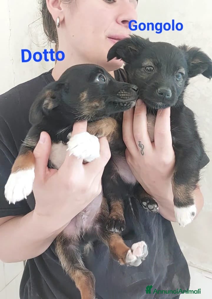 Meticcio cani Dotto e Gongolo  - Annuncio 15