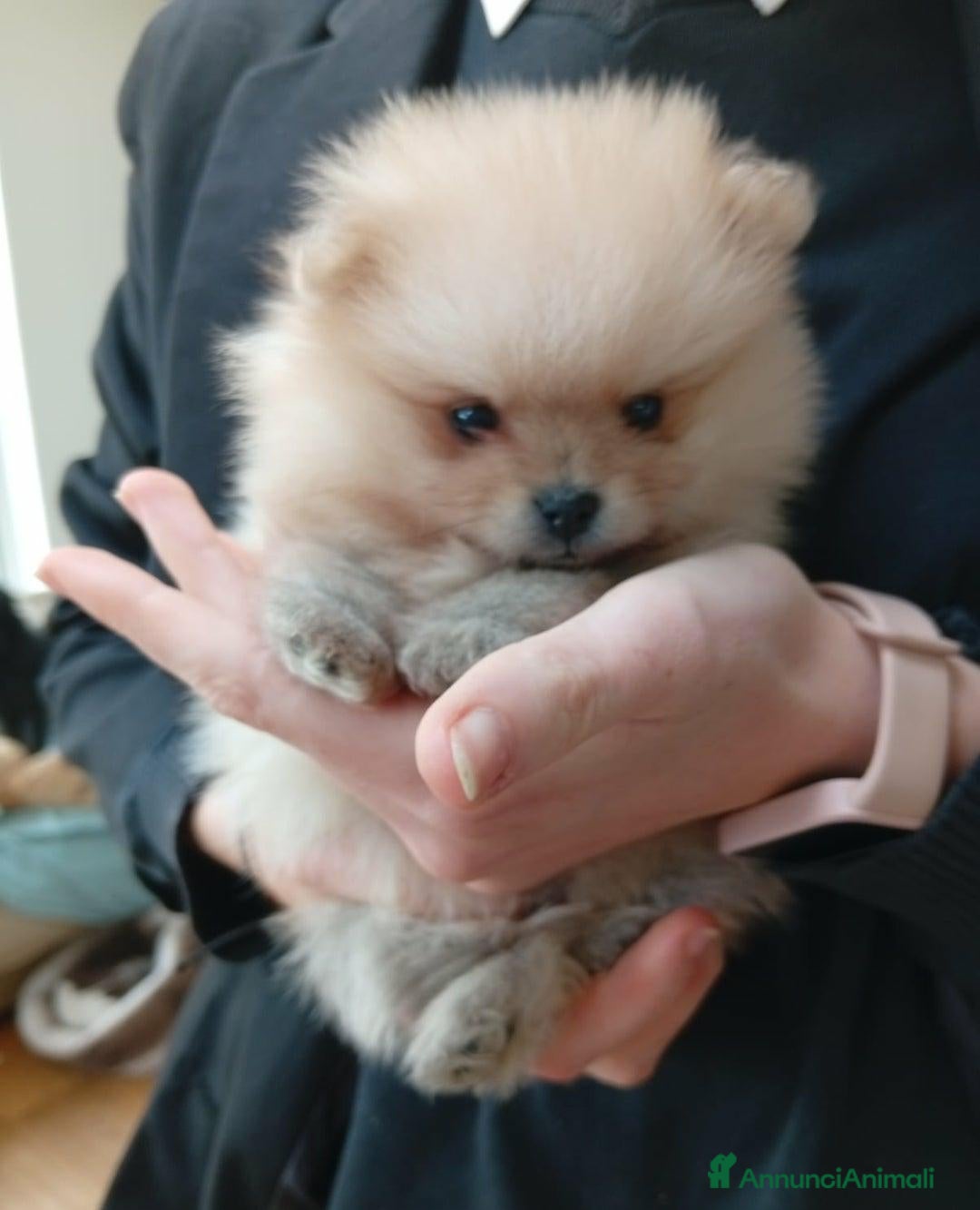 Volpino Pomerania cani in vendita: Cuccioli di Pomerania - Annuncio 2