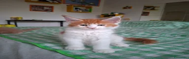 Maine Coon 1