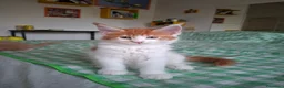 Maine Coon gatti in vendita: Cuccioli di maine coon - Annuncio 2