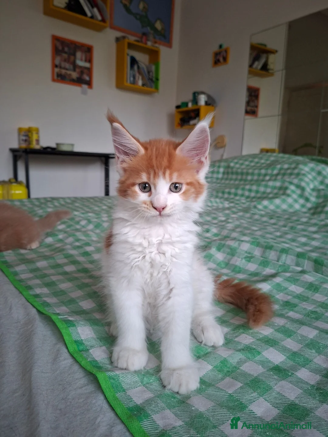 Maine Coon gatti in vendita: Cuccioli di maine coon - Annuncio 2