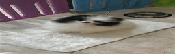 Volpino Pomerania cani in vendita: Volpino di Pomerania  - Annuncio 4