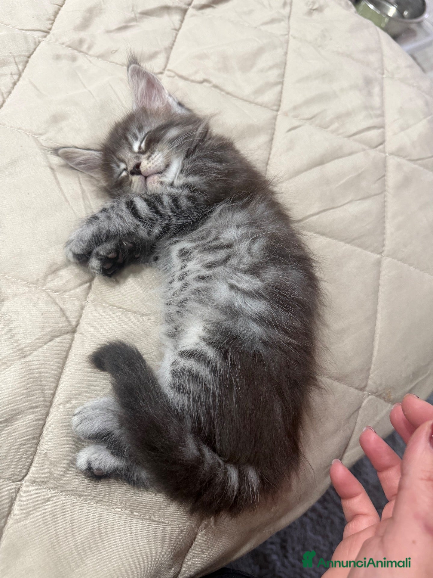 Maine Coon gatti Dolcissimi cuccioli di Maine coon  - Annuncio 1