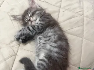 Maine Coon gatti Dolcissimi cuccioli di Maine coon - Annuncio 1