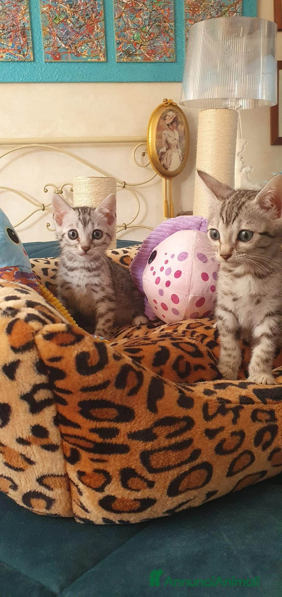Bengala gatti in vendita: Cuccioli bengala Silver e Brown  - Annuncio 2