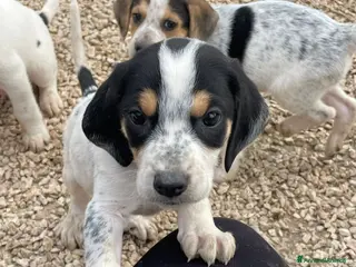 Meticcio cani ORIONE APOLLO LEONE COSMO - Annuncio 11