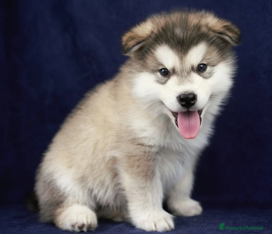 Alaskan Malamute cani in vendita: Cucciolo di alaskan malamute - Annuncio 1