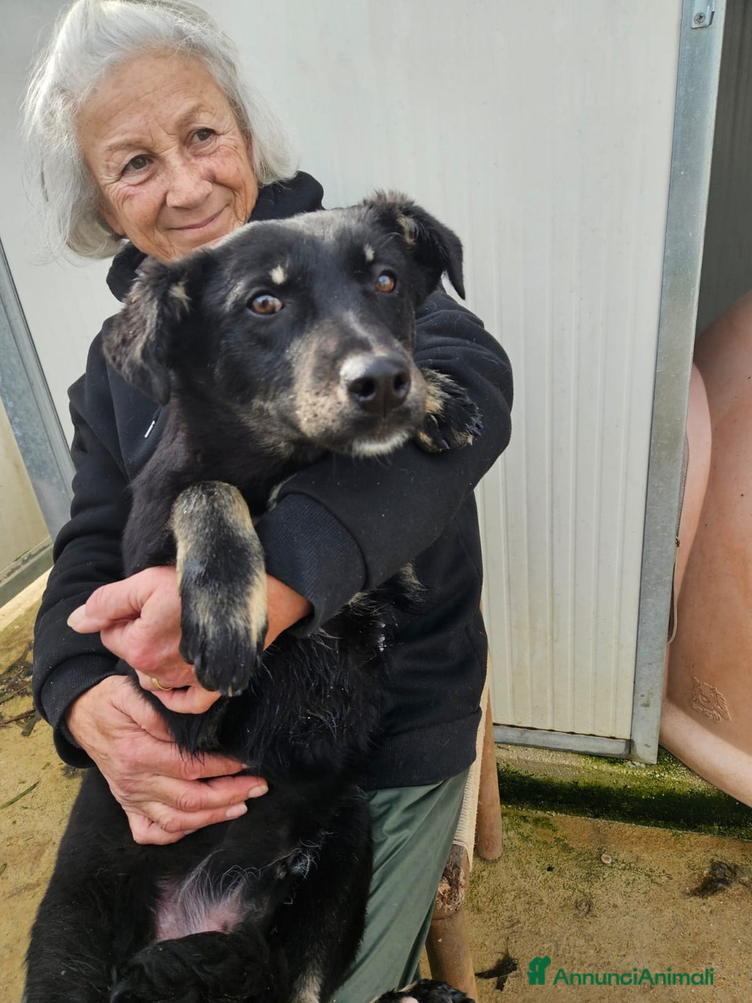 Meticcio cani in regalo: Luigi: timido, docile, socievole  a Città Metropolitana di Genova - Immagine 12