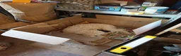 Meticcio cani in vendita: Cuccioli meticci taglia piccola 8/10 kg - Annuncio 4