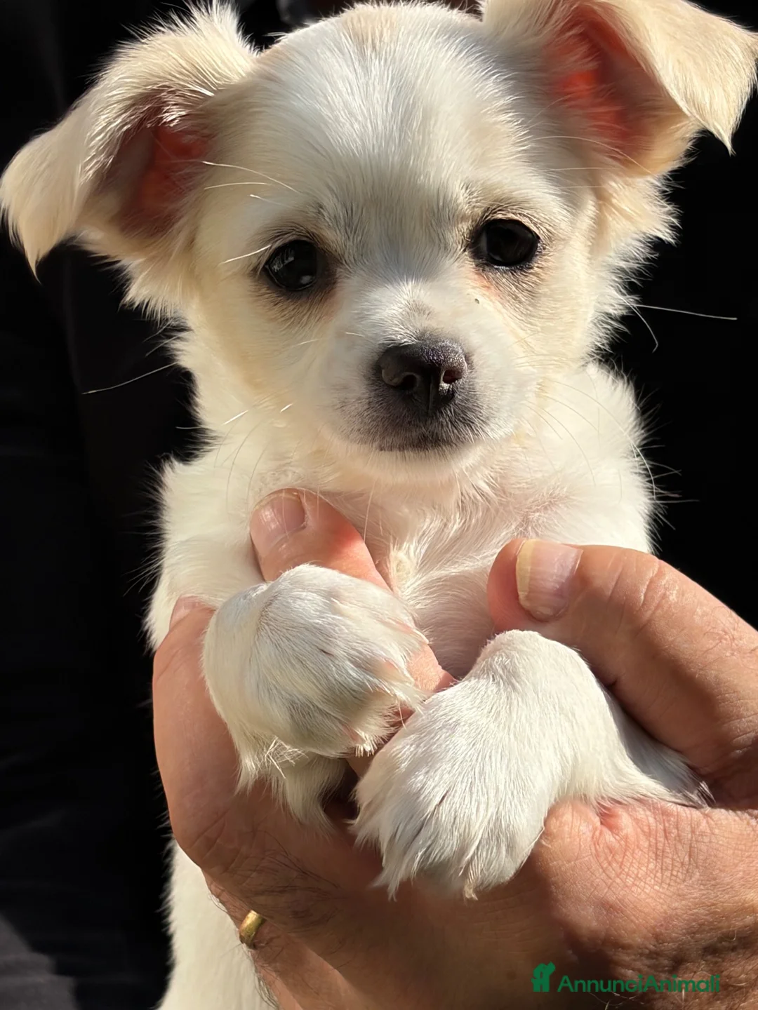 Chihuahua cani in vendita: Vendita  a Provincia di Varese - Annuncio 2