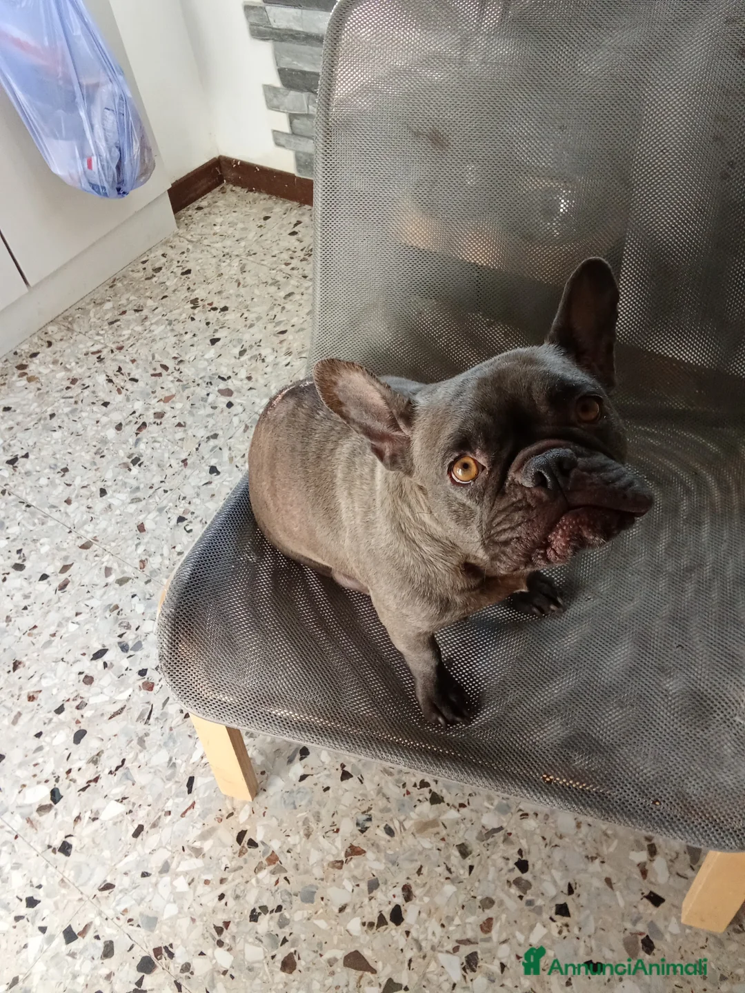 Bulldog Francese cani in vendita: Cucciolata di 5 meravigliosi bulldog francese - Annuncio 1
