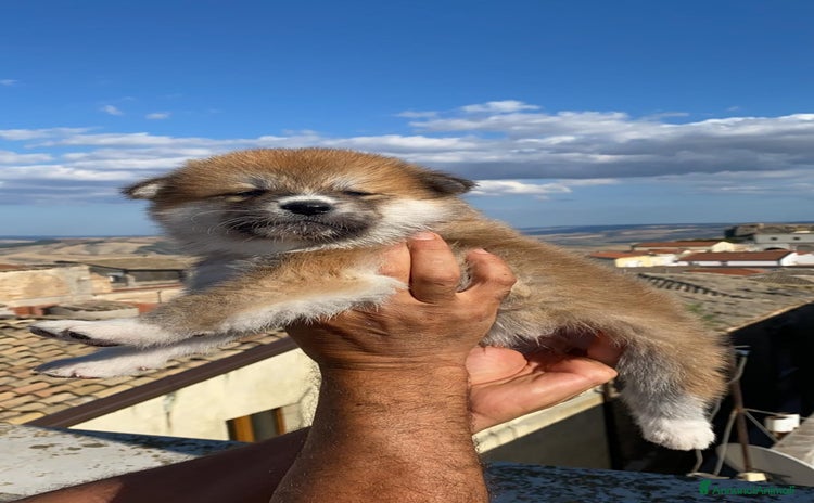 Akita Inu cani a Provincia di Matera - Annuncio 4