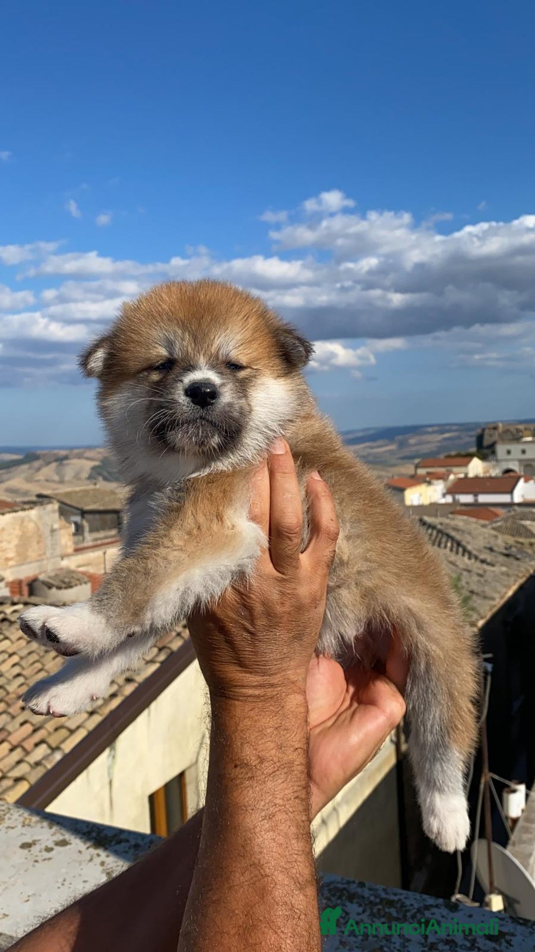 Akita Inu cani in vendita: Splendidi cuccioli di akita inu in prontaconsegna  a Provincia di Matera - Immagine 1