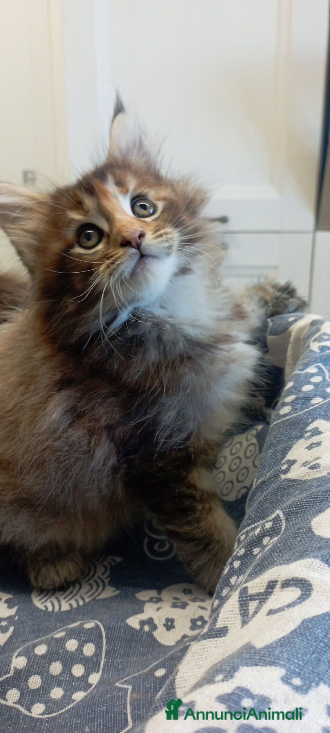Maine Coon gatti in vendita: Maine Coon con pedigree  - Annuncio 17
